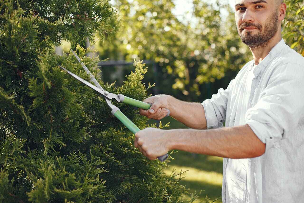 Best Tree Root Removal  in Stevensville, MD